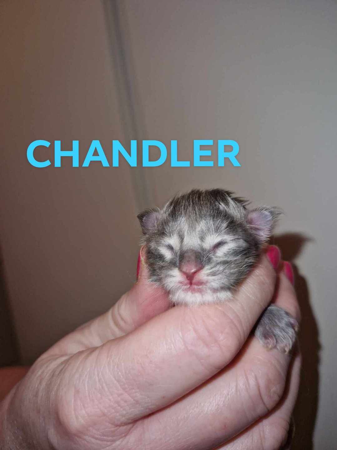 Chandler 1v