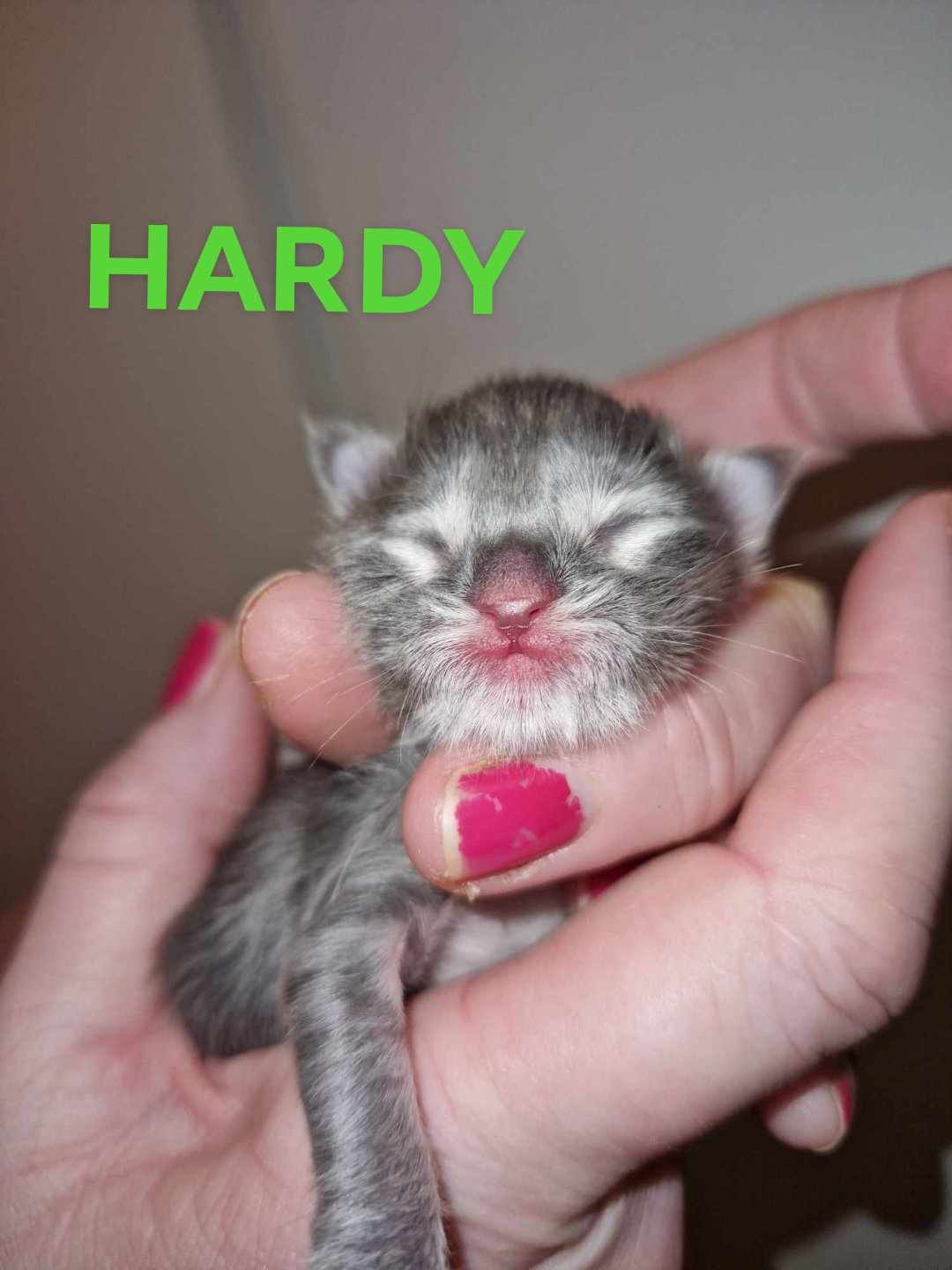 Hardy 1v