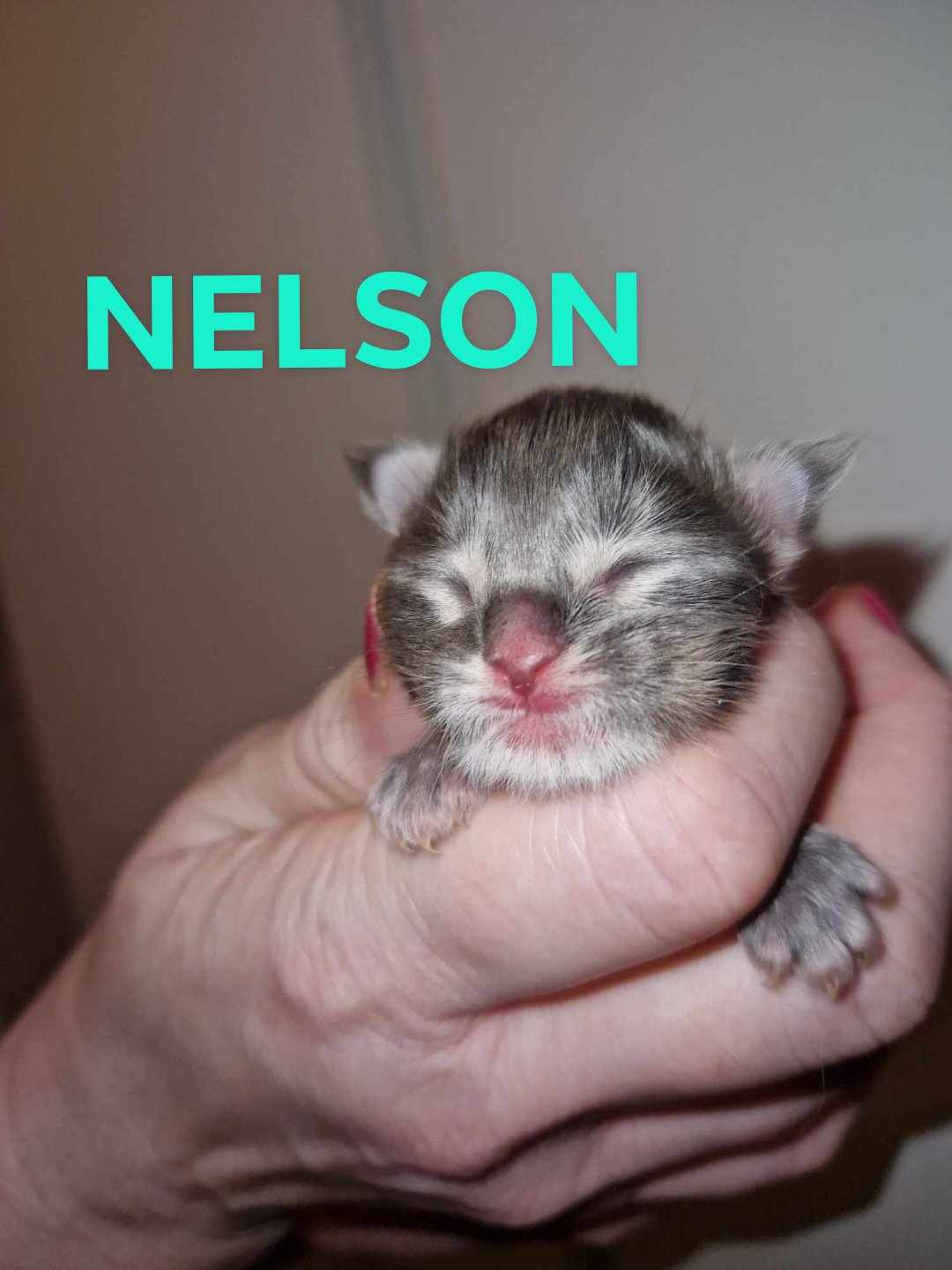 Nelson 1v