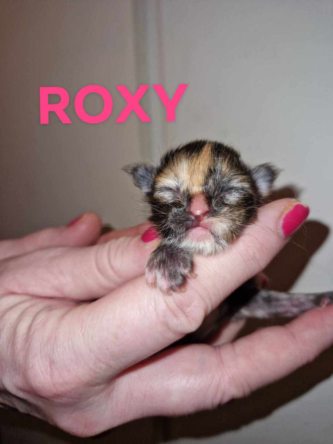 Roxy 1v